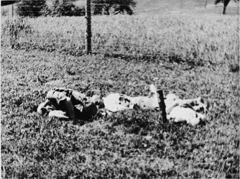 Prisoners killed near the barbed wire fence